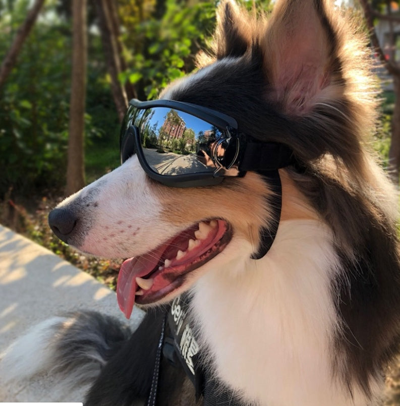 Wild-Life™: Dog Adventure Goggles